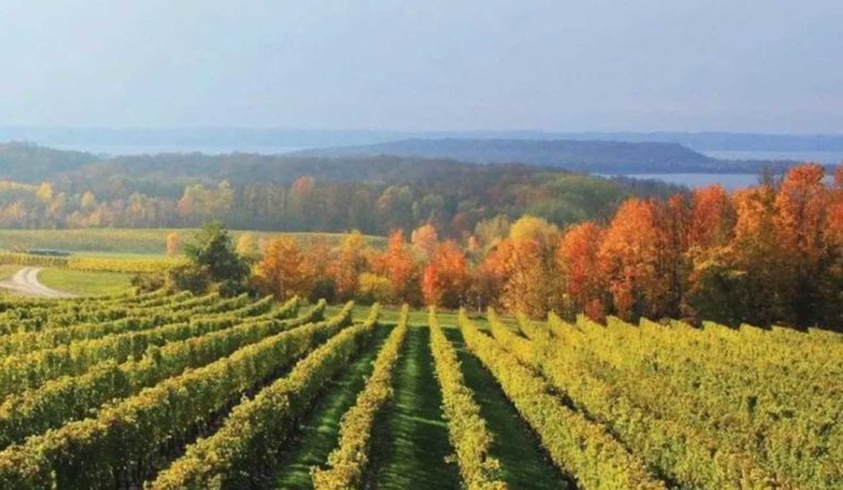 A Wine Lover’s Guide to Our Favorite Leelanau Peninsula Wineries
